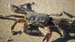 Preview wallpaper crab, sand, claws