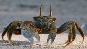 Preview wallpaper crab, sand, claws