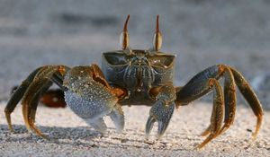 Preview wallpaper crab, sand, claws