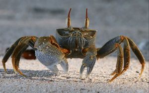 Preview wallpaper crab, sand, claws