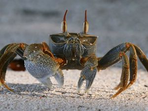 Preview wallpaper crab, sand, claws