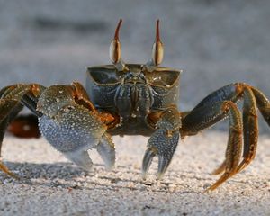 Preview wallpaper crab, sand, claws