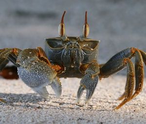 Preview wallpaper crab, sand, claws