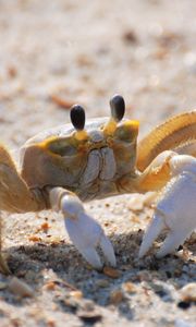 Preview wallpaper crab, sand, macro