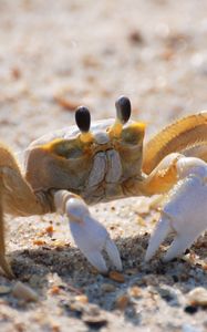 Preview wallpaper crab, sand, macro