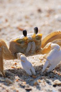 Preview wallpaper crab, sand, macro