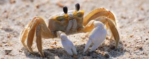 Preview wallpaper crab, sand, macro