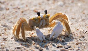 Preview wallpaper crab, sand, macro