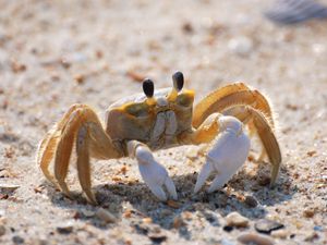 Preview wallpaper crab, sand, macro