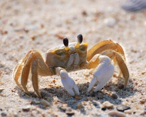 Preview wallpaper crab, sand, macro