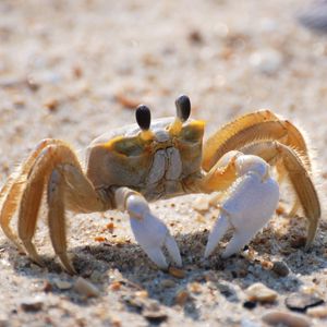 Preview wallpaper crab, sand, macro