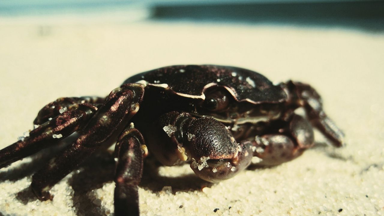 Wallpaper crab, sand, surface, shadow