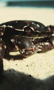 Preview wallpaper crab, sand, surface, shadow