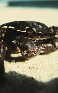 Preview wallpaper crab, sand, surface, shadow