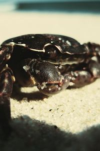 Preview wallpaper crab, sand, surface, shadow