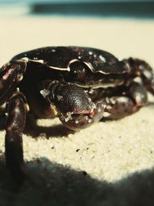 Preview wallpaper crab, sand, surface, shadow