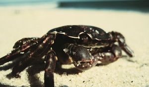 Preview wallpaper crab, sand, surface, shadow