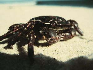 Preview wallpaper crab, sand, surface, shadow