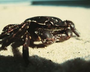 Preview wallpaper crab, sand, surface, shadow