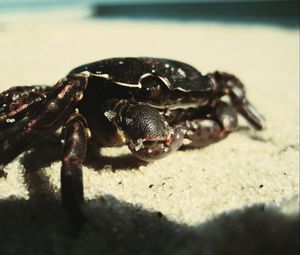 Preview wallpaper crab, sand, surface, shadow