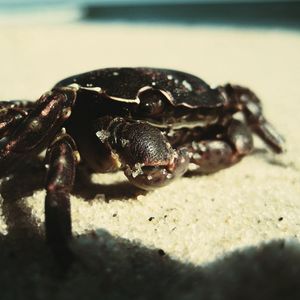 Preview wallpaper crab, sand, surface, shadow