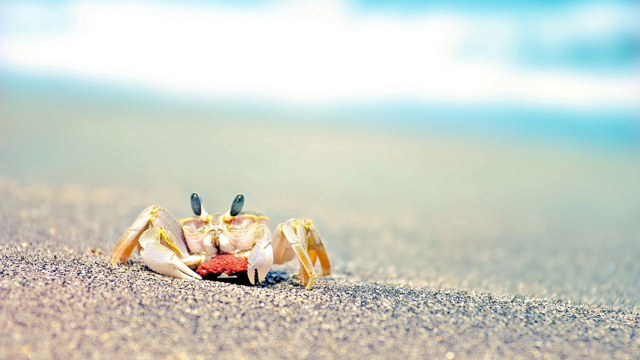 Wallpaper crab, sand, waves, splashes
