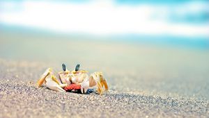 Preview wallpaper crab, sand, waves, splashes