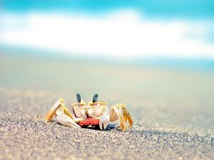 Preview wallpaper crab, sand, waves, splashes