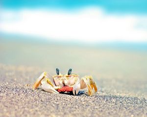 Preview wallpaper crab, sand, waves, splashes