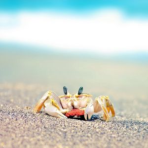 Preview wallpaper crab, sand, waves, splashes