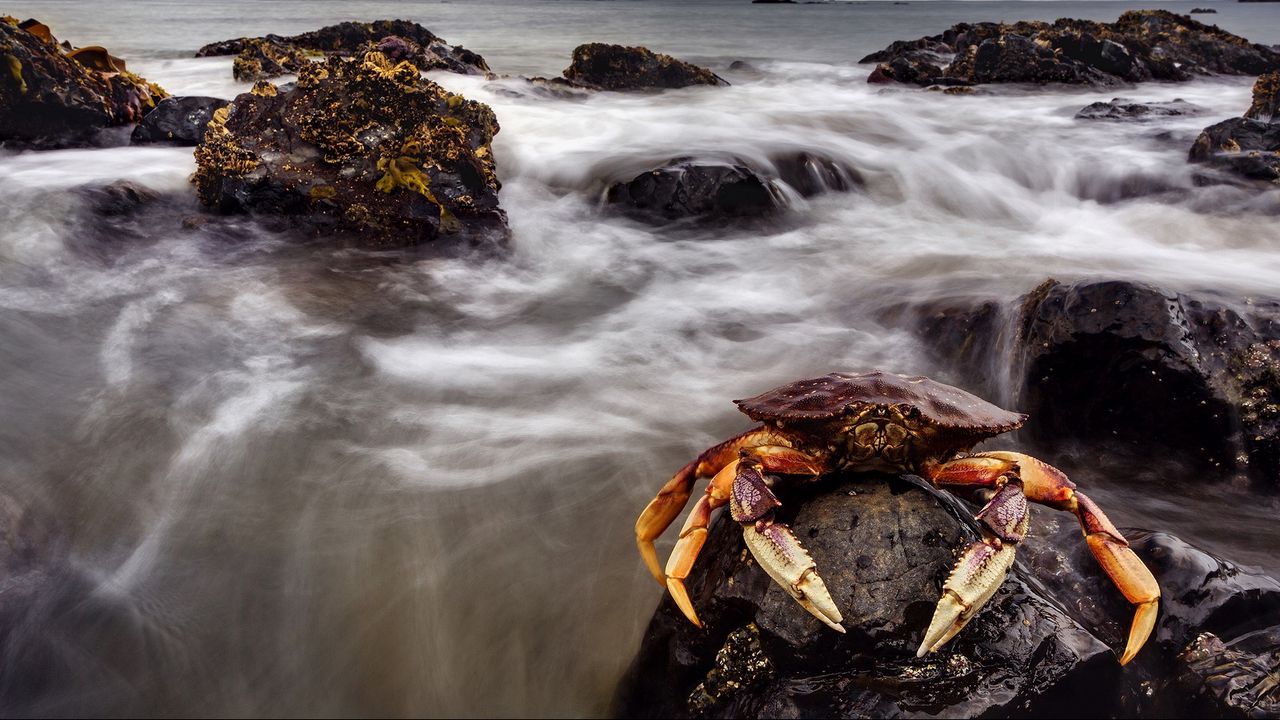 Wallpaper crab, sea, claws, stones