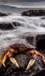 Preview wallpaper crab, sea, claws, stones