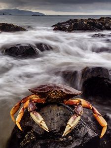 Preview wallpaper crab, sea, claws, stones