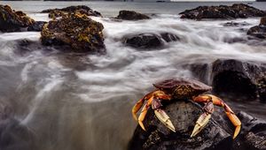 Preview wallpaper crab, sea, claws, stones