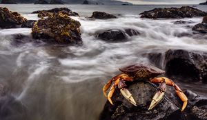 Preview wallpaper crab, sea, claws, stones