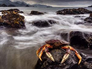 Preview wallpaper crab, sea, claws, stones