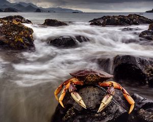 Preview wallpaper crab, sea, claws, stones