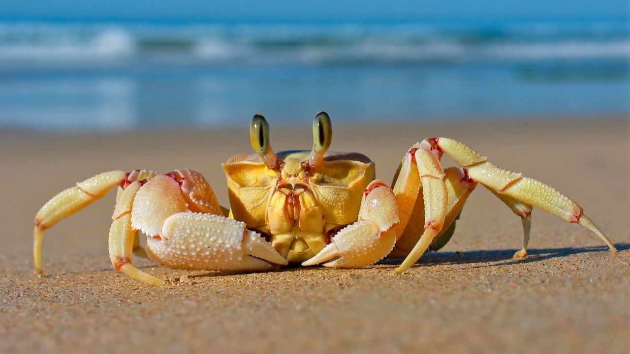 Wallpaper crab, sea, sand, beach