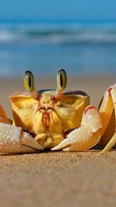 Preview wallpaper crab, sea, sand, beach
