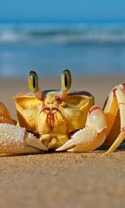 Preview wallpaper crab, sea, sand, beach