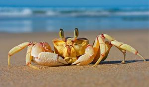 Preview wallpaper crab, sea, sand, beach