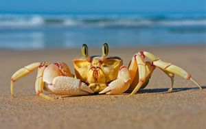 Preview wallpaper crab, sea, sand, beach