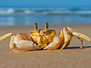 Preview wallpaper crab, sea, sand, beach