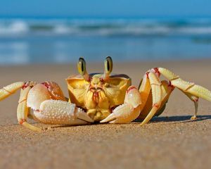 Preview wallpaper crab, sea, sand, beach