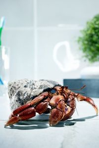 Preview wallpaper crab, shell, climb, feet
