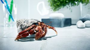 Preview wallpaper crab, shell, climb, feet