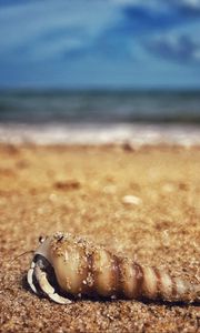 Preview wallpaper crab, shell, sand, macro