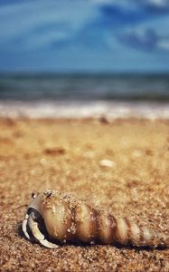 Preview wallpaper crab, shell, sand, macro