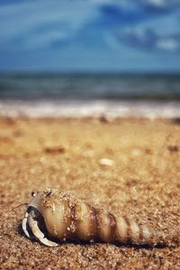 Preview wallpaper crab, shell, sand, macro