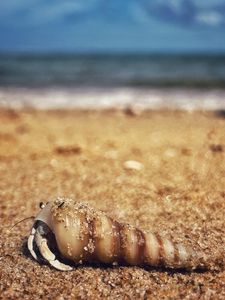 Preview wallpaper crab, shell, sand, macro